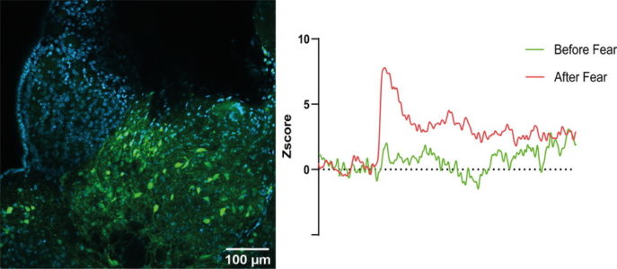 Piriz_Lab