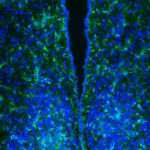 lab-circadian-astiz