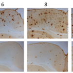 laboratory-of-neurobiology-of-insulin-peptides