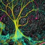 laboratory_neurogenesis_nsc