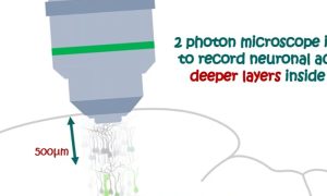 news_twophoton_microscopy
